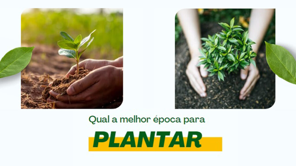 Qual a melhor época para plantar Silvestre Tratores