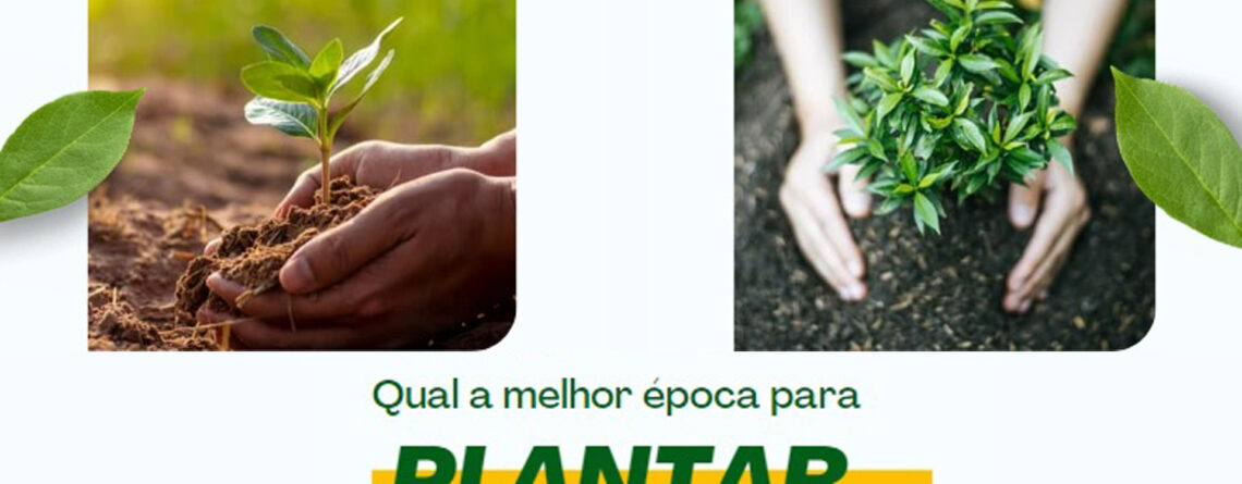 Qual a melhor época para platar